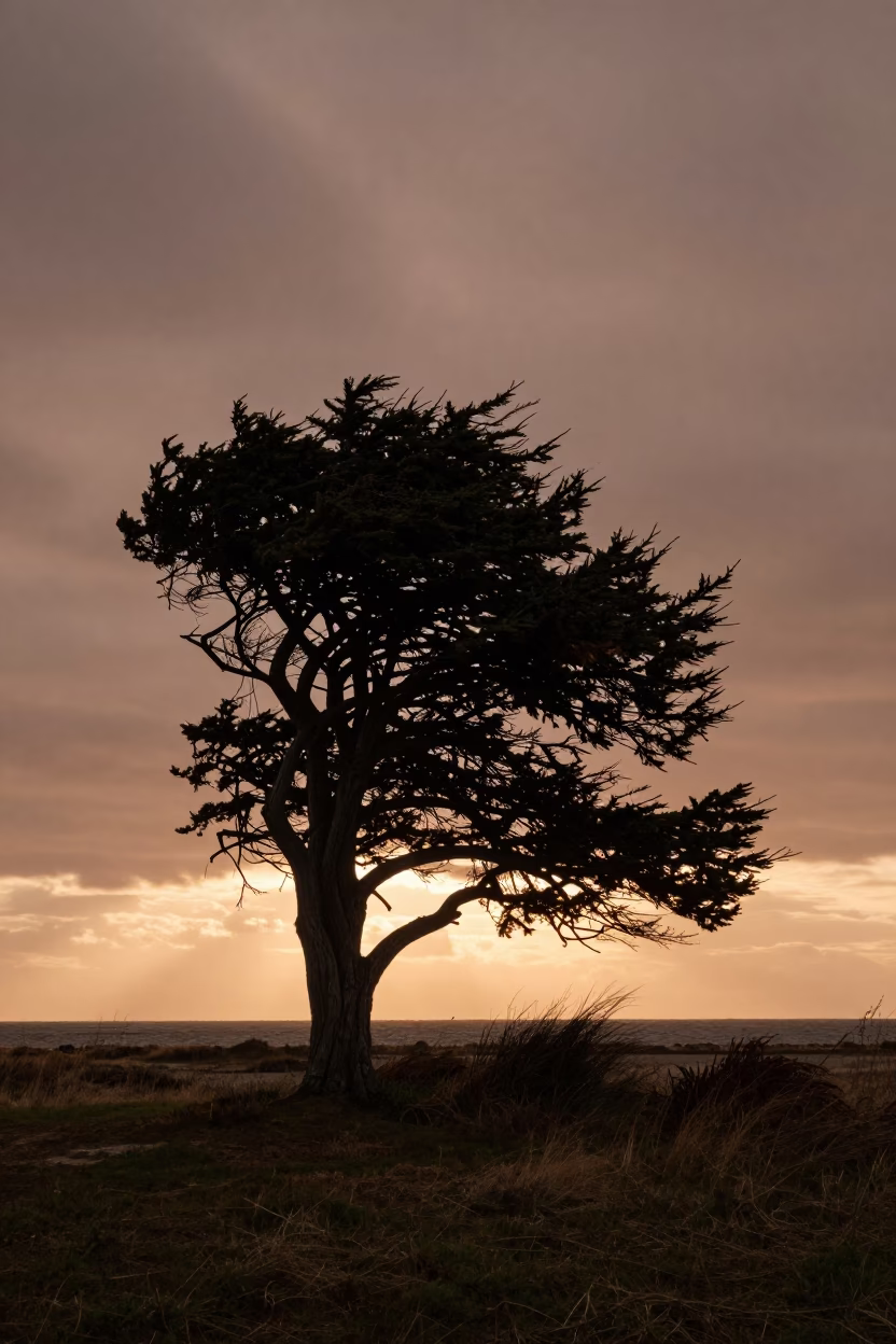Wind-Sculpted Cedar Silhouette at Dusk Near Torun in near Torun