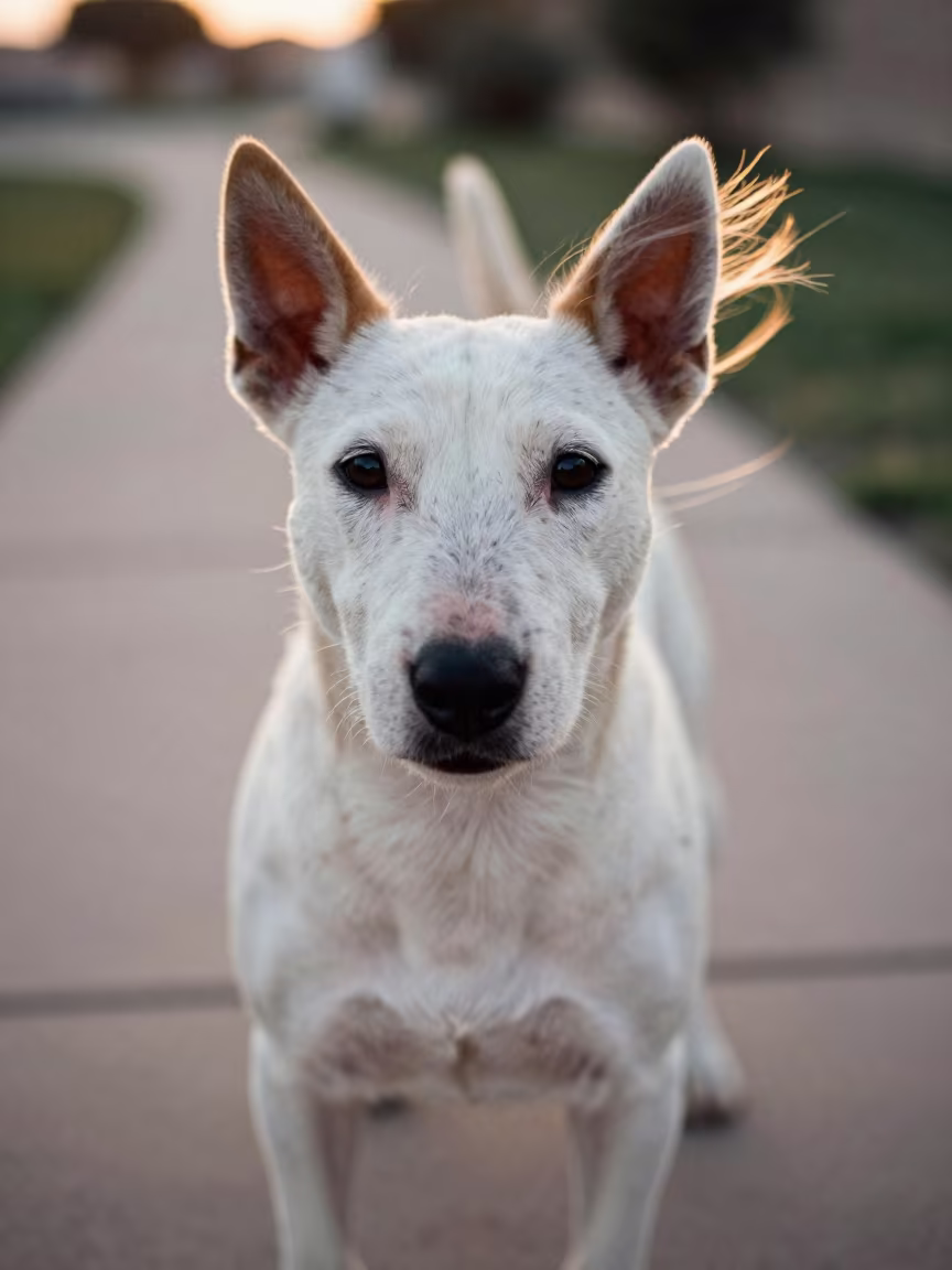 Wind-Swept Bull Terrier Portrait in Aqaba in along a quiet park path with soft open shade and a clean background in Aqaba
