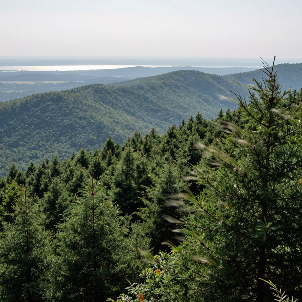Wind Whipped Taiga Ridge Over Bangladeshi Foothills in from a ridge above layered foothills in Bangladesh