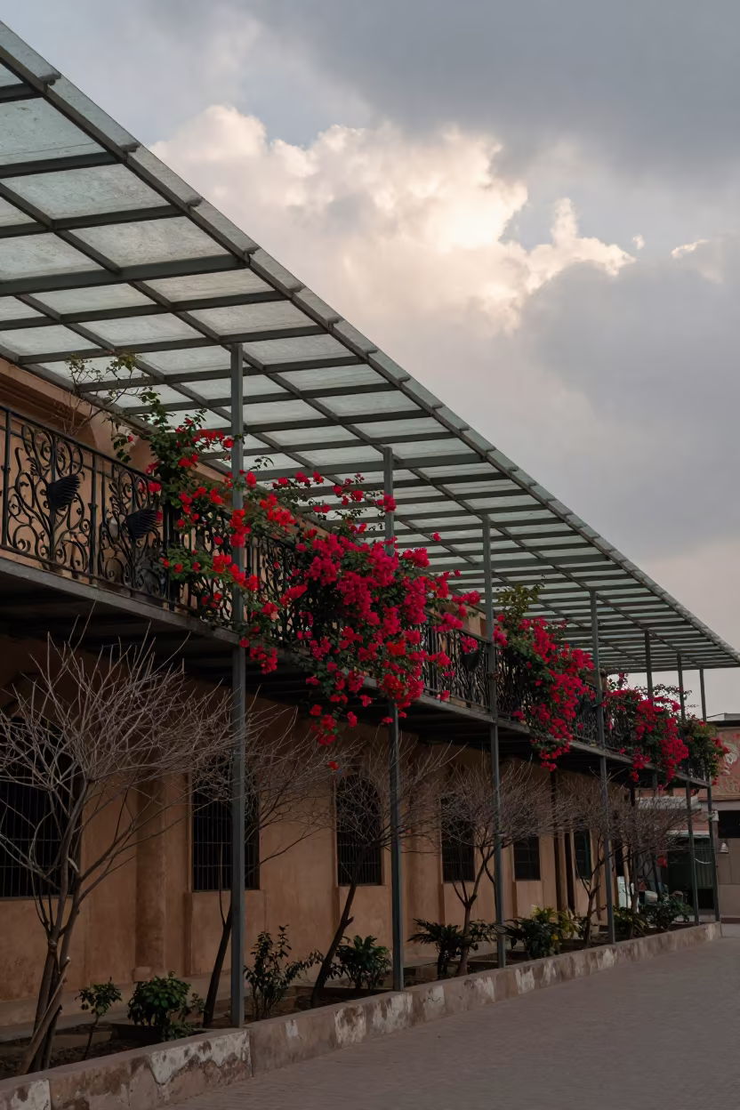 Winter Bougainvillea on Multan Arcade Balcony in inside a glass-roofed arcade in Multan