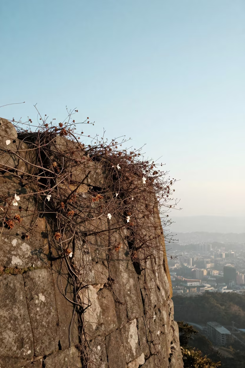 Winter Clematis on Stone Wall Taipei Cliff in along a salt-sprayed cliff edge near Da'an, Taipei