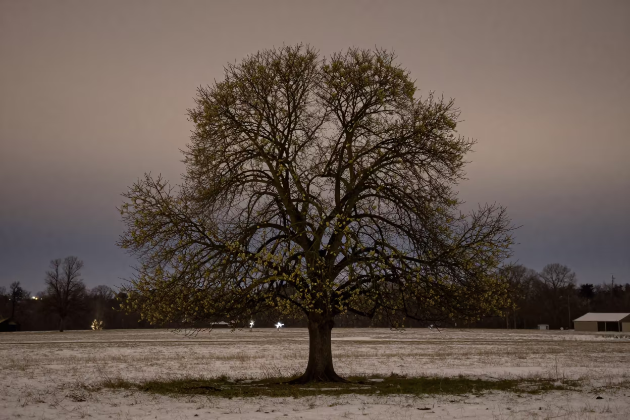 Winter Clove Tree Heavy With Buds Under Starlight in in a bloom-heavy meadow near Madison