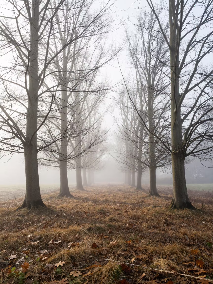 Winter Fog Clinging to Forest Floor Near Nottingham in near Nottingham