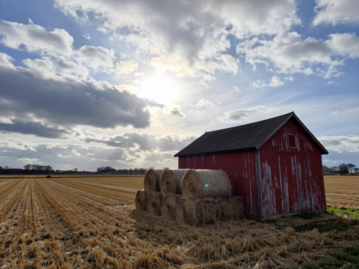 Winter Hay Bales Silhouetted Against Dramatic Danish Sky in across a harvested grain field in Denmark