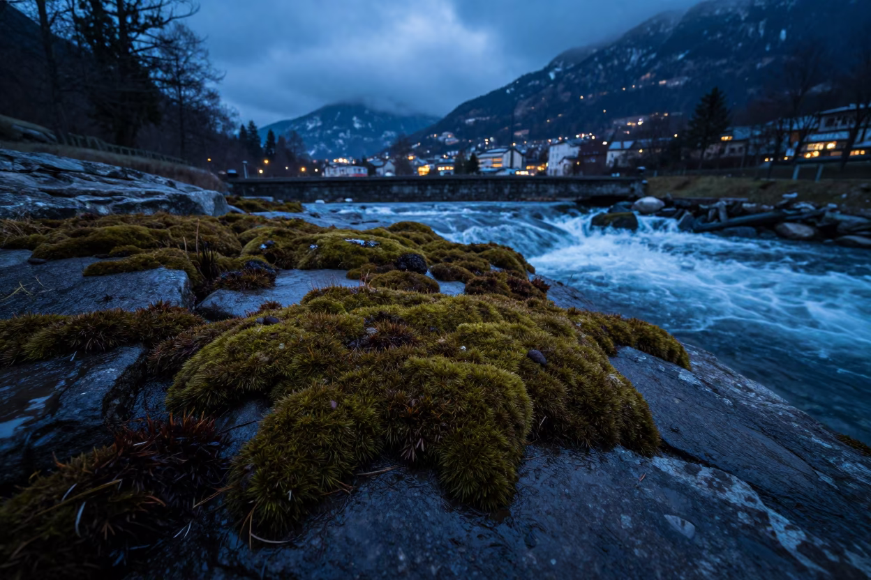 Winter Liverwort on Stone Near Innsbruck Waterfall in near Innsbruck