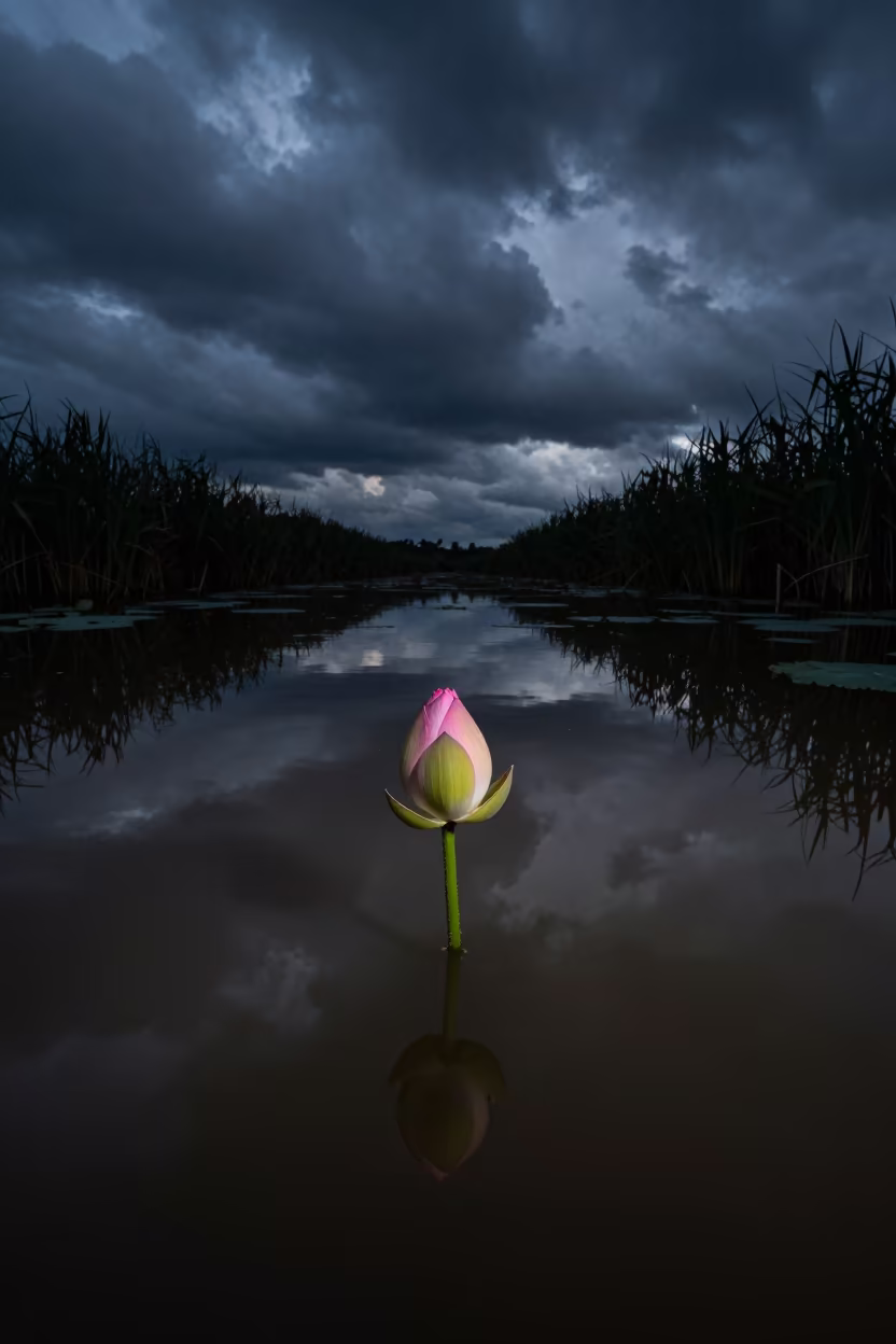 Winter Lotus Bud Rim Lighted Russeifa in near Russeifa