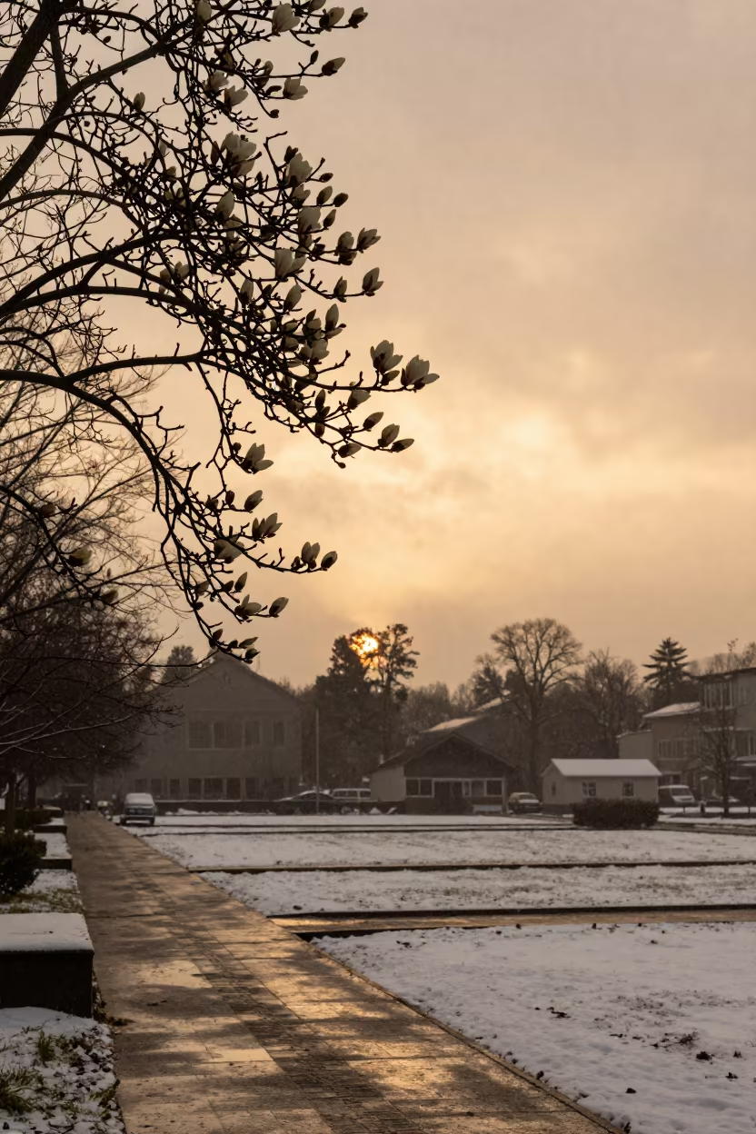 Winter Magnolia Bloom in Orange Light in near Seeb