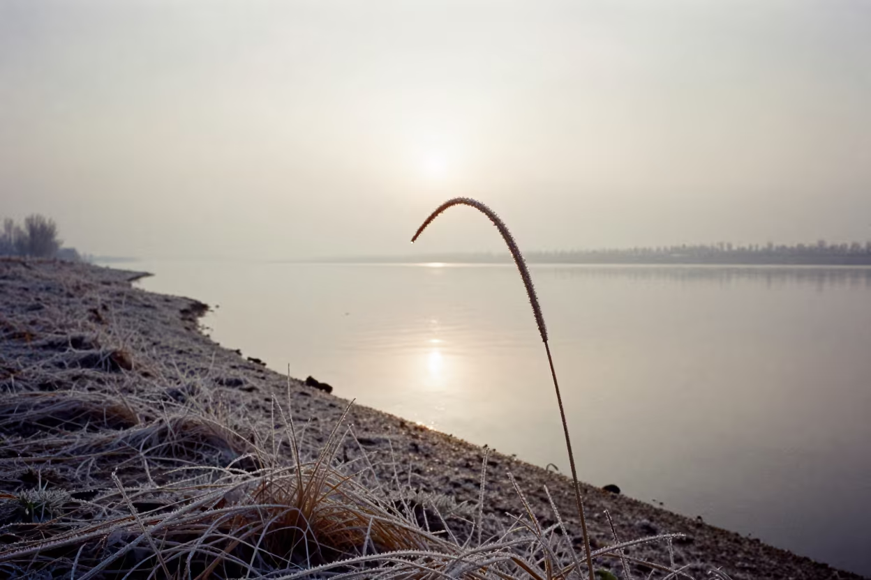 Winter Morning Dew on Grass by Tianjin Shore in along a wave-cut shoreline near Tianjin