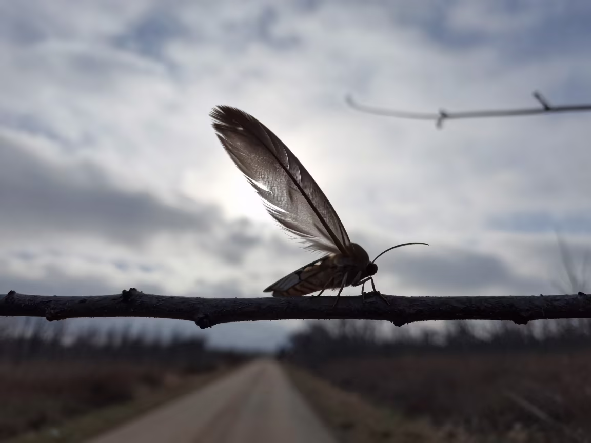 Winter Moth Antenna Silhouette on Game Trail in along a game trail near Dallas