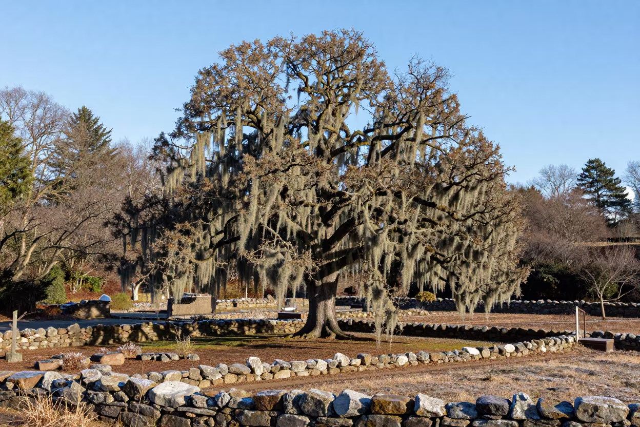 Winter Oak with Spanish Moss in PEI Terraced Garden in among terraced garden plots in Prince Edward Island