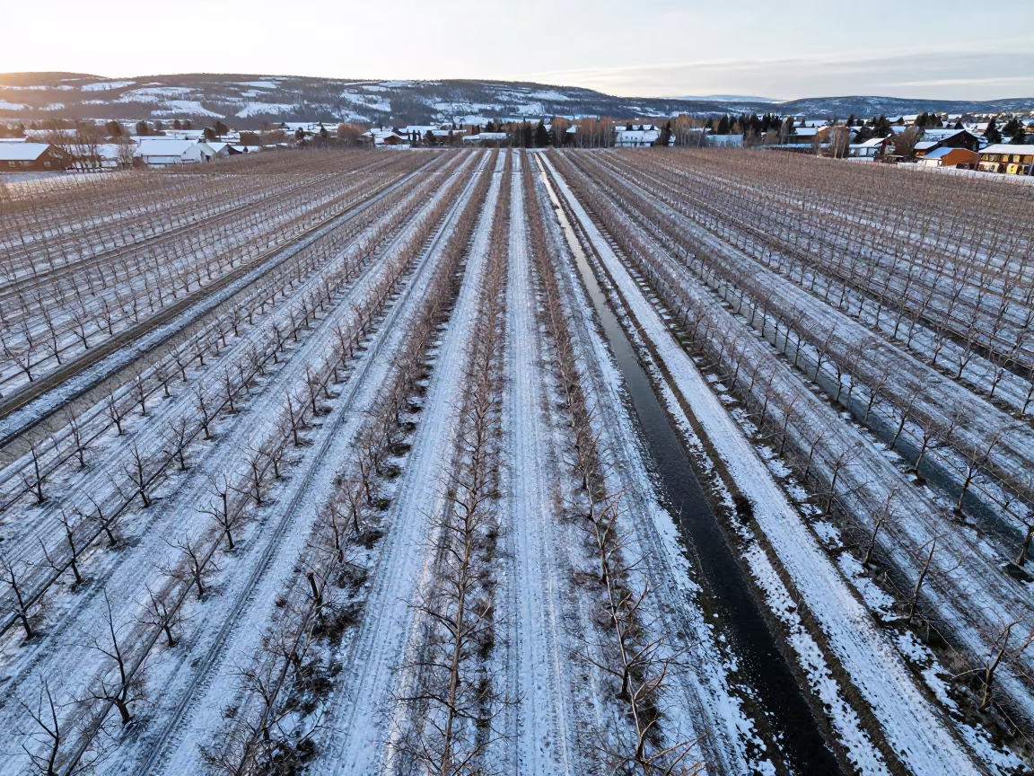 Winter orchard rows striped by snow and irrigation water in between vineyard trellises near Oslo