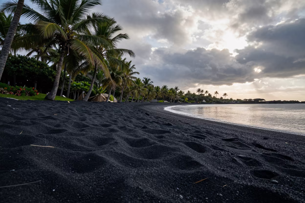 Winter Palm Trees on Black Sand Beach in in a bloom-heavy meadow near Thimphu