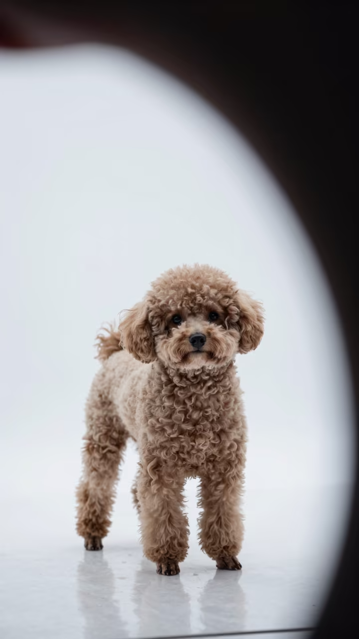 Winter Portrait of a Teacup Poodle in Studio in in a quiet portrait studio with a plain backdrop and eye-level framing near Birmingham