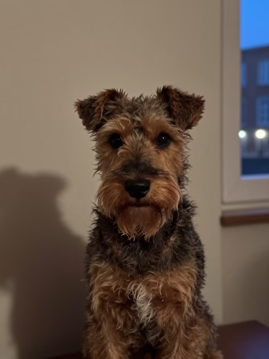 Winter Portrait of Norwich Terrier in Dusseldorf Home in beside a plain plaster wall in soft indoor light with the animal centered in frame near Dusseldorf