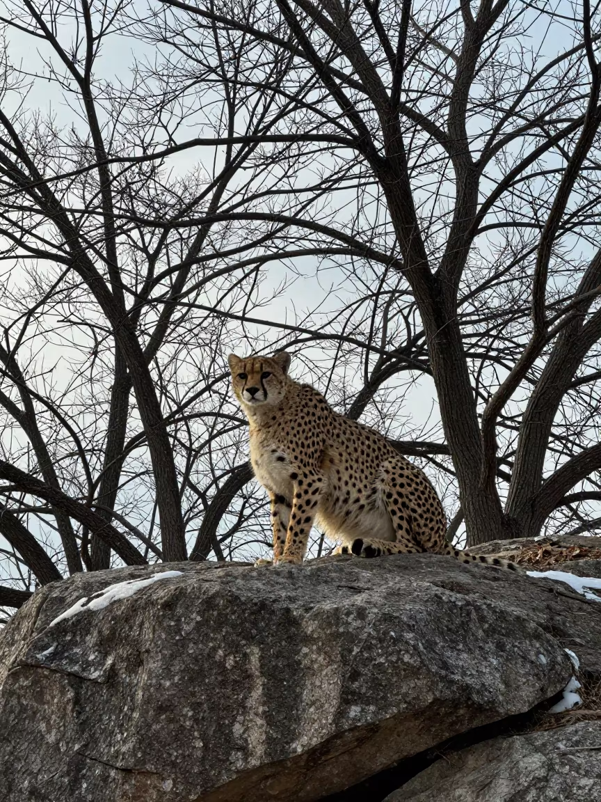 Winter Puma on Ridge Boulder Podgorica in on a wind-scoured ridge near Podgorica