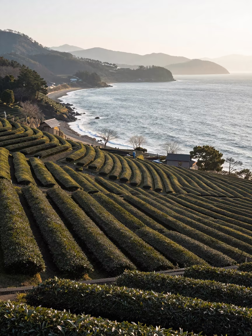 Winter Tea Terraces Over Shikoku Coast in far above surf-scalloped coastline in Shikoku