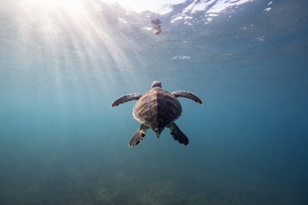 Winter Turtle Hatchling Swimming Oregon Coast in in Oregon