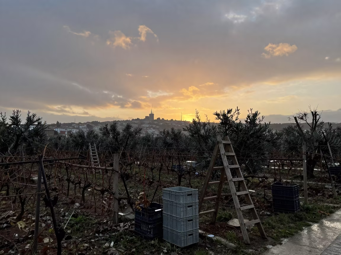 Winter Vineyard Silhouettes at Sunset Besiktas in among orchard ladders and crates near Besiktas, Istanbul