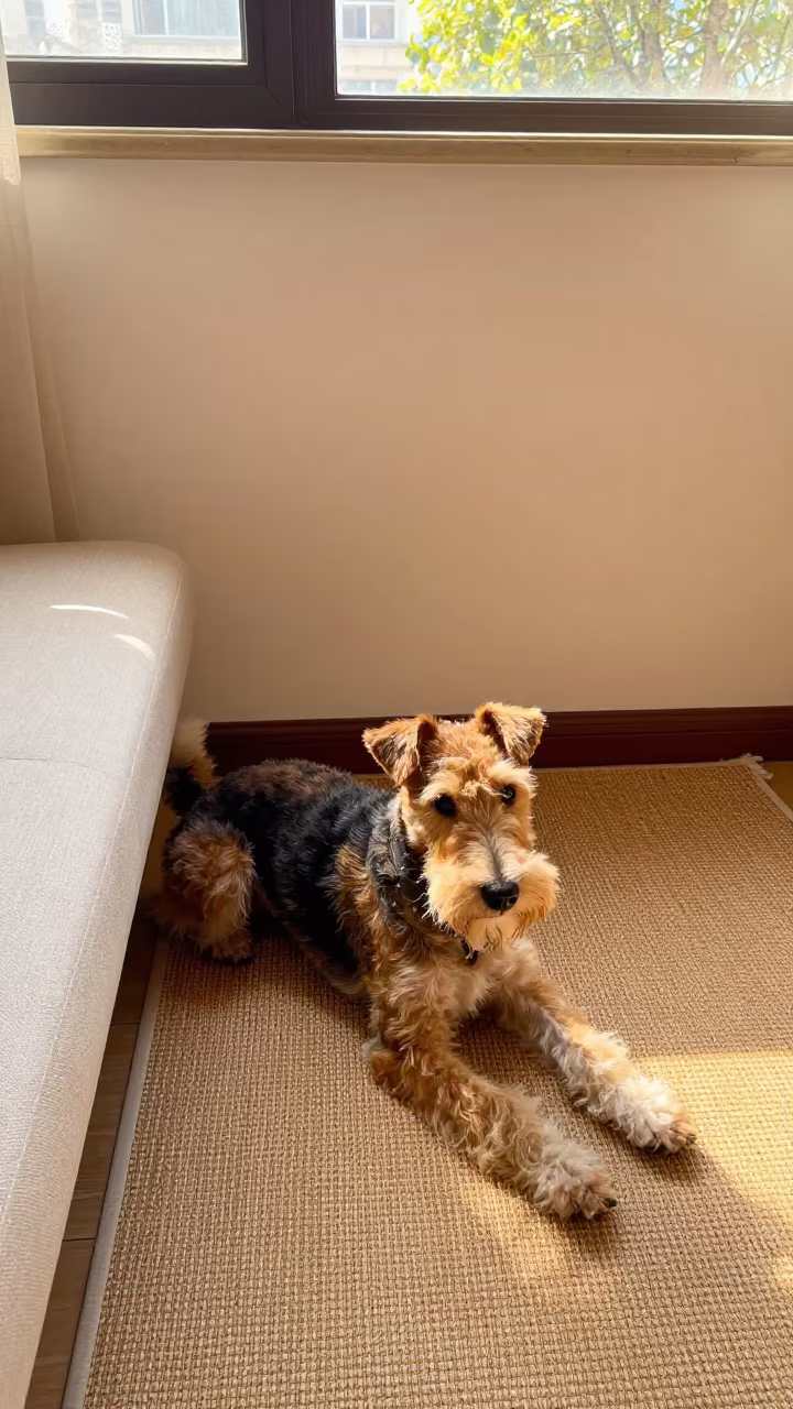 Wire Fox Terrier Resting on Woven Rug in on a woven rug beside a low couch and an uncluttered wall in Anyang
