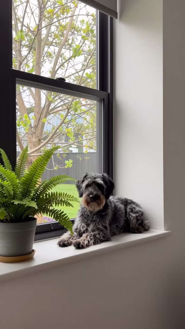 Wirehaired Pointing Griffon on Melbourne Window Seat in on a window seat in a quiet apartment with soft side light in Melbourne