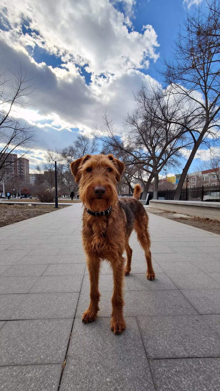 Wirehaired Vizsla on Urumqi Park Path in along a quiet park path with soft open shade and a clean background in Urumqi