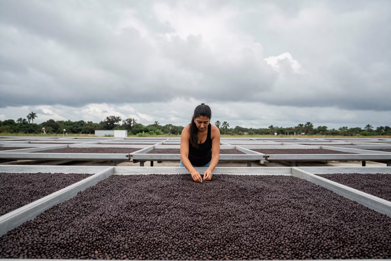 Woman Sorting Coffee Beans on Drying Bed in in Tampa