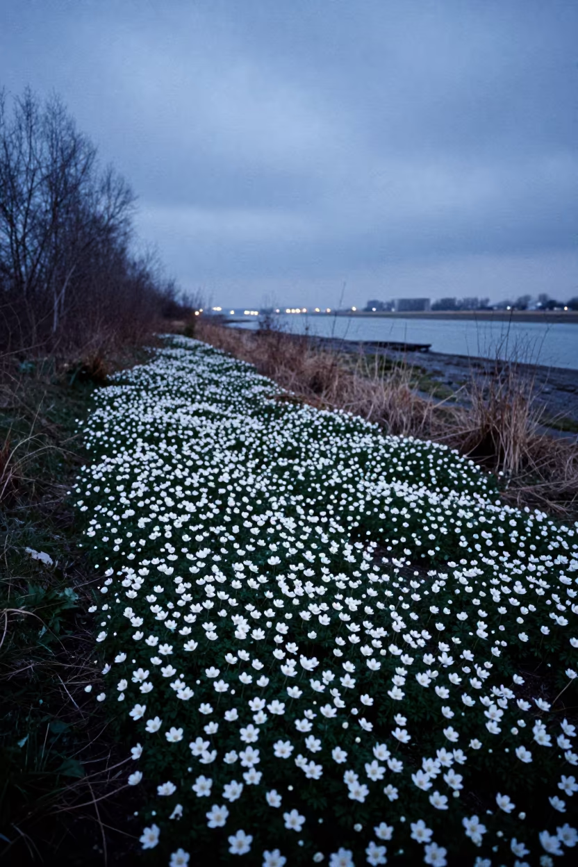 Wood Anemones in Delta Woodland Twilight in beside a tidal inlet in the Nile Delta