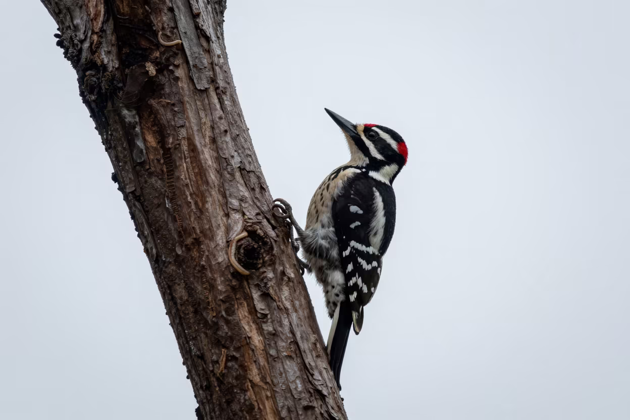 Woodpecker on Dead Tree Near Macau Rain in near Macau