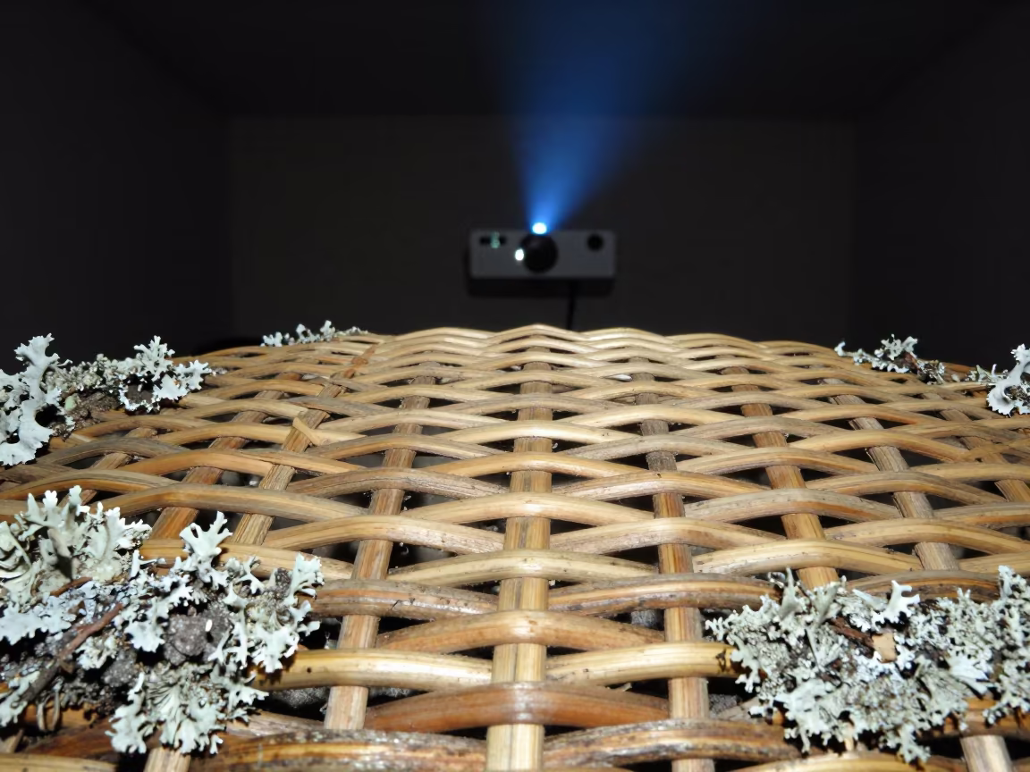 Woven Reed Basket Detail on Lichen Bark in on lichen-covered bark in Beni Suef