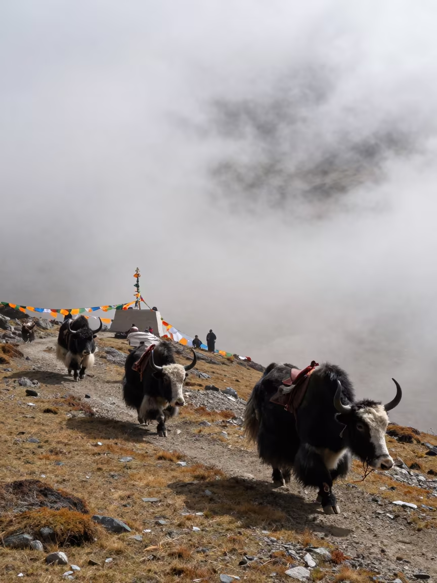 Yak Caravan Crossing Misty Ridge in Early Autumn in on a wind-cut ridge below prayer flag lines near Shimla