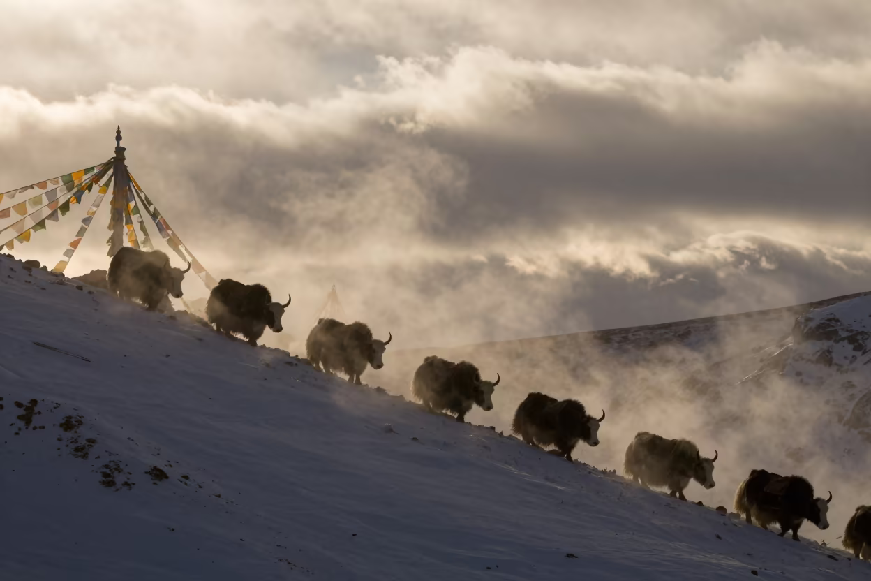 Yak Caravan Silhouette Below Lhasa Prayer Flags in on a wind-cut ridge below prayer flag lines near Lhasa