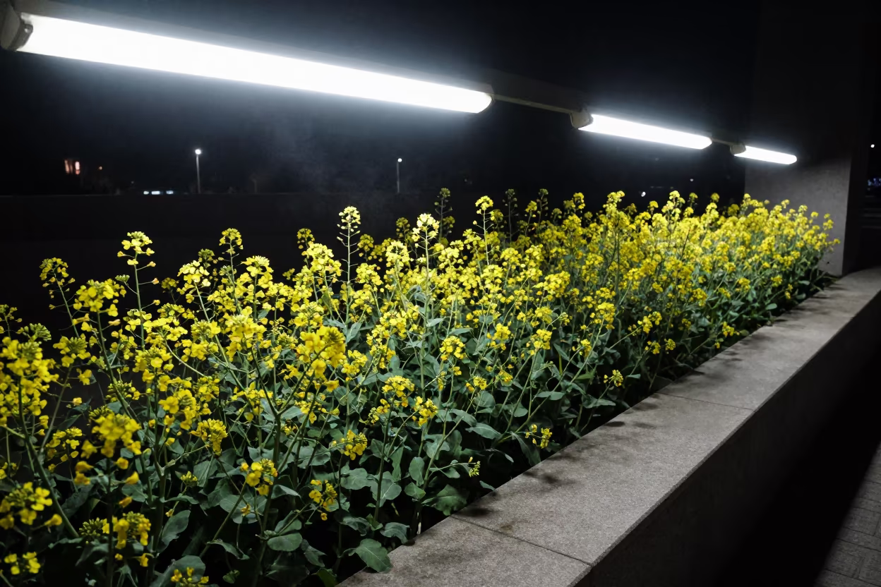 Yellow Mustard Bloom on Stone Ledge Night in on a stone ledge near Kastamonu