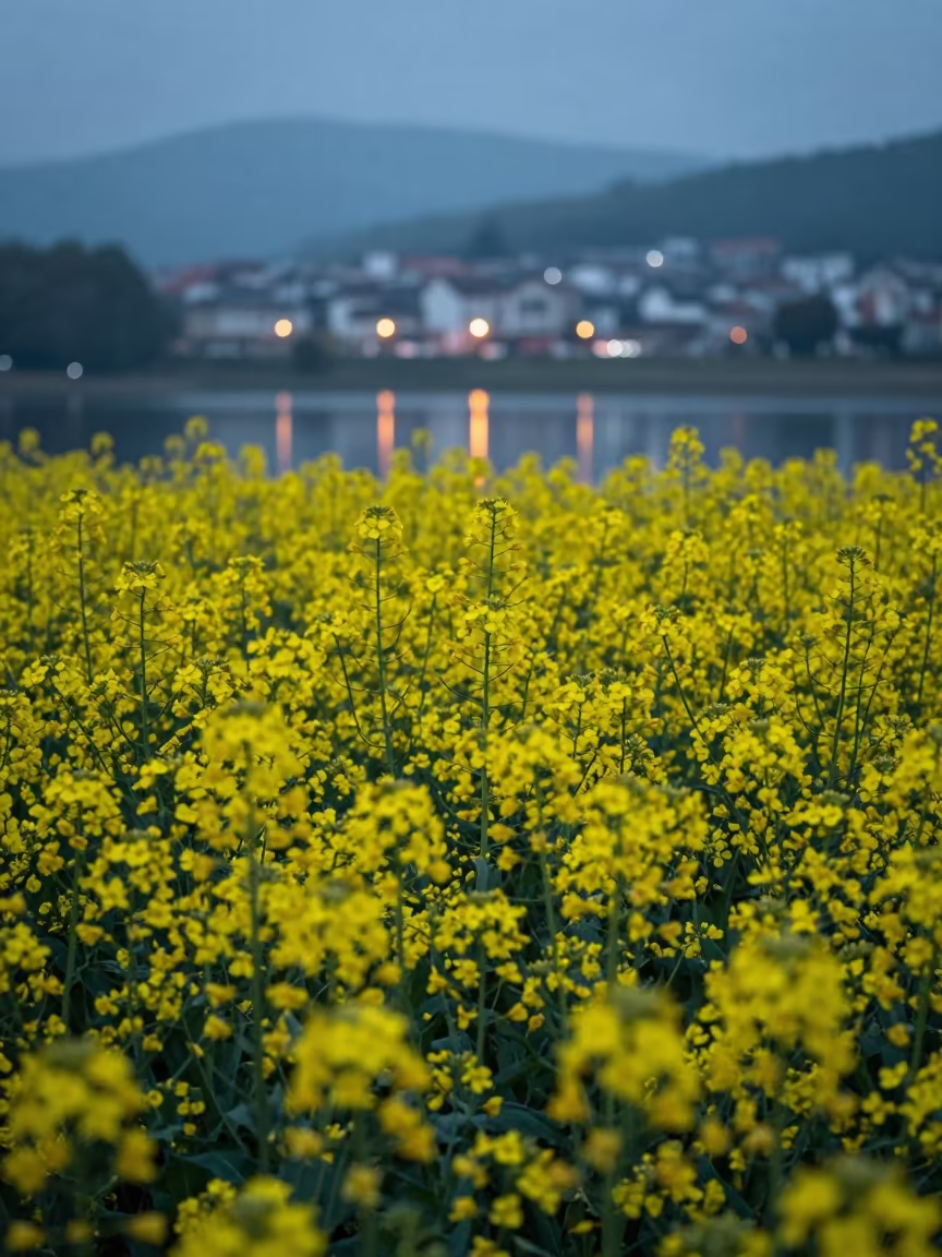 Yellow Rapeseed Field Reflected in Water at Dusk in in a bloom-heavy meadow in Asturias