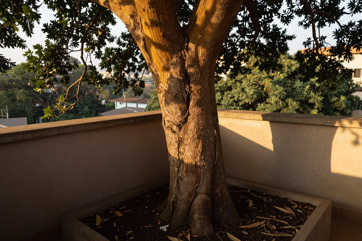 Yellowwood Tree Trunk in Johannesburg in in Johannesburg, South Africa