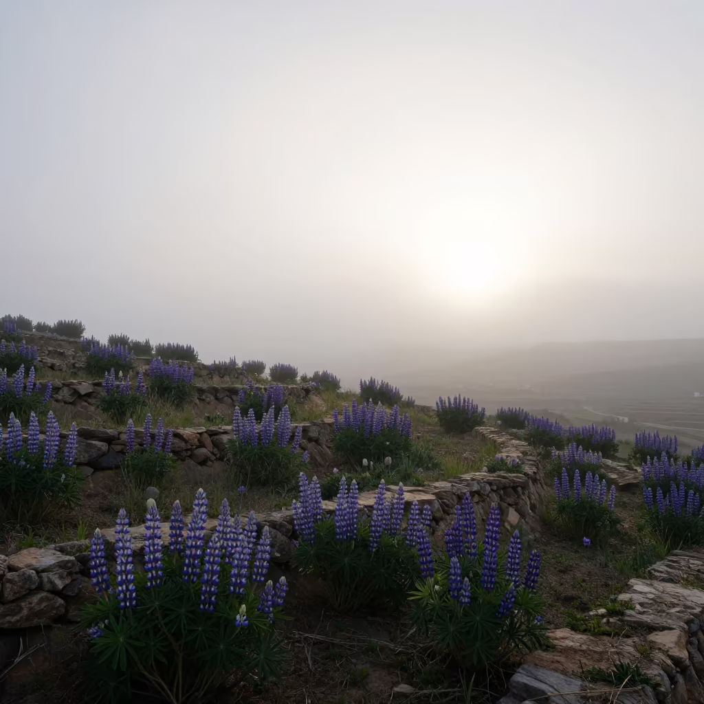 Yemeni Terraced Meadow Lupines Morning Fog in among terraced garden plots in Yemen