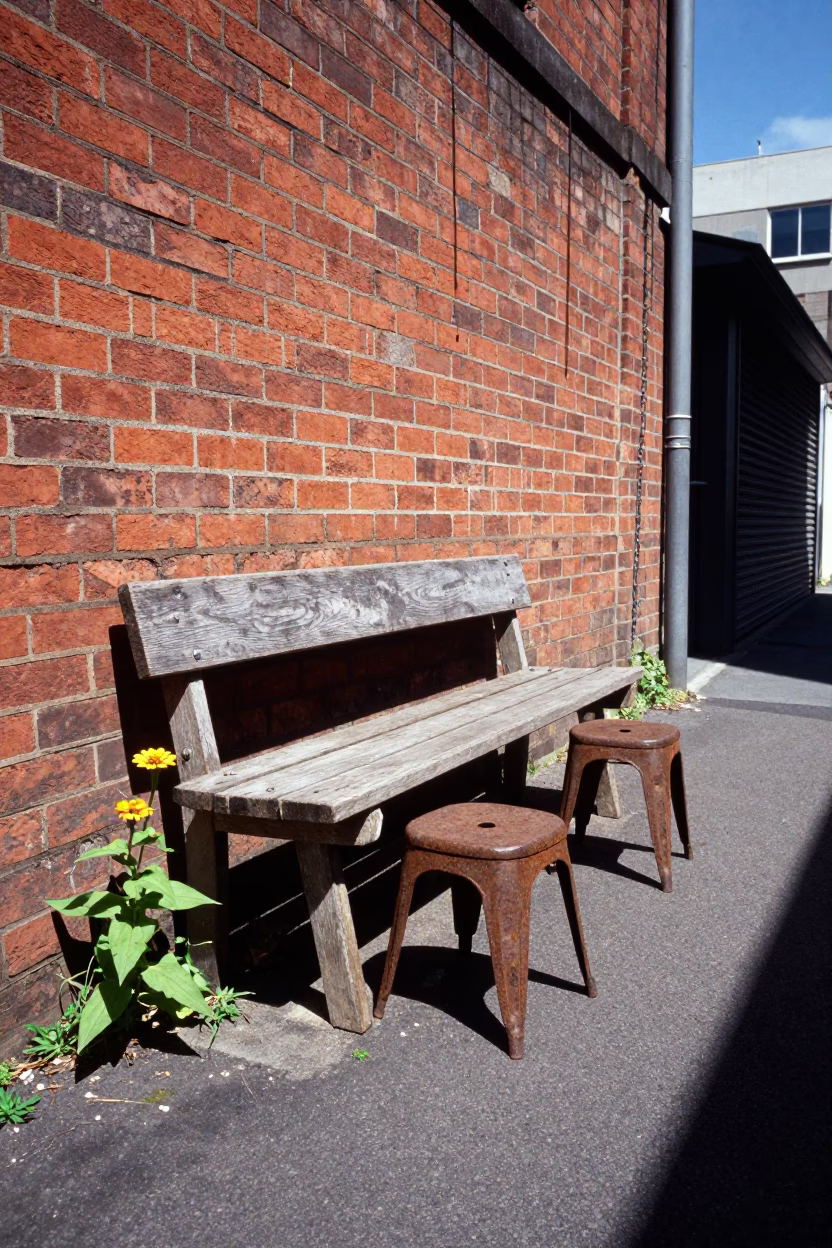 Zinnia in Melbourne at Afternoon Light in in Melbourne, Victoria, Australia